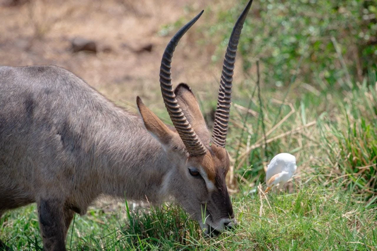 An antelope grazing beside woodland