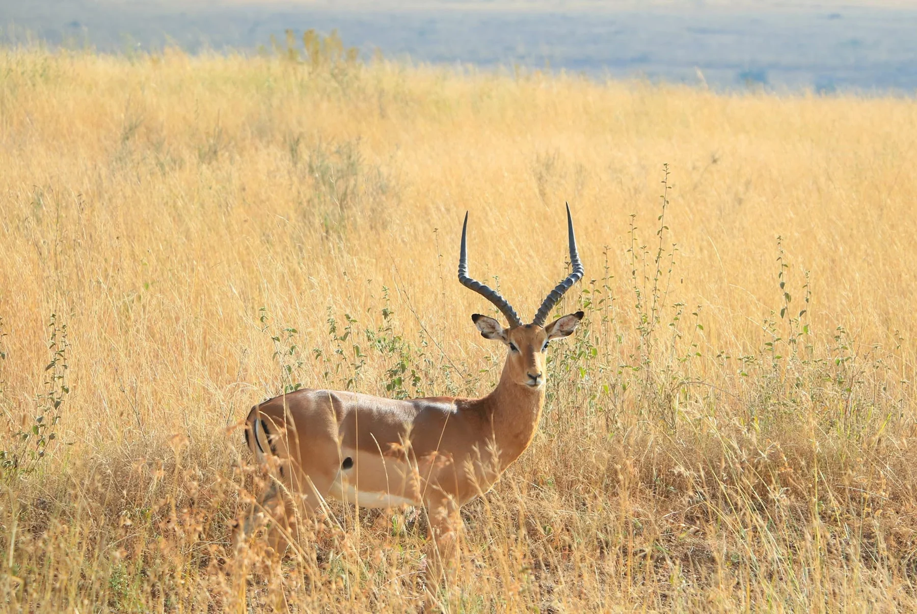 An antelope standing in tall golden grass