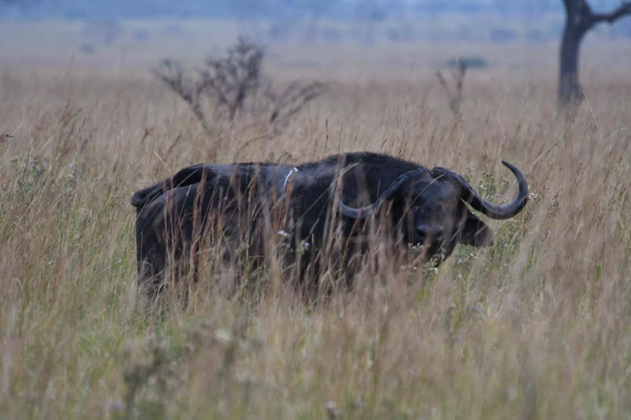 Buffalo standing in tall savannah grass