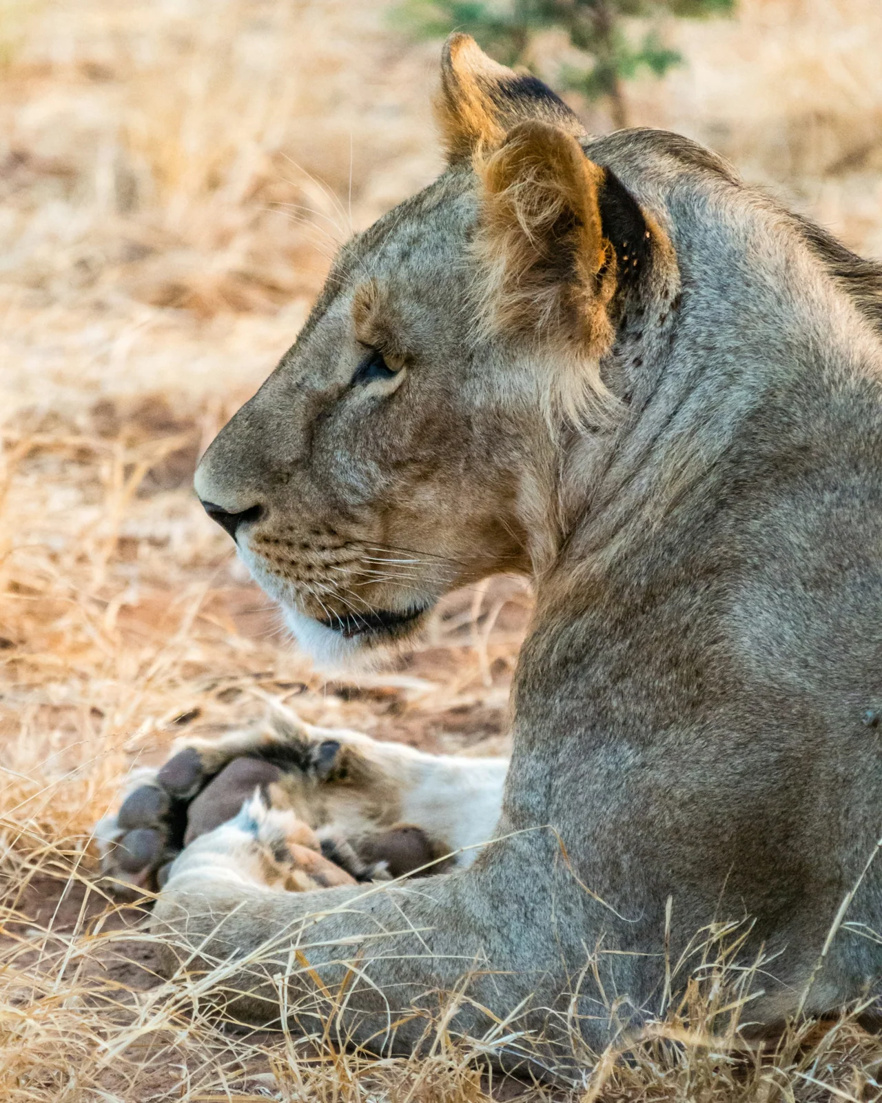 Lioness resting in Samburu National Reserve, Kenya