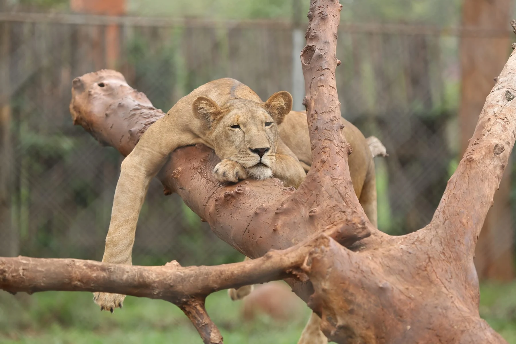 A lion resting on a tree branch