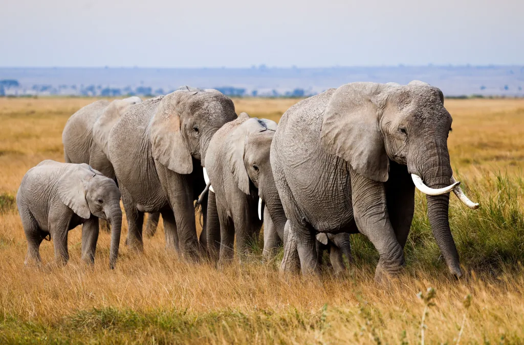 African elephants walking across the savannah in Masai Mara, Kenya