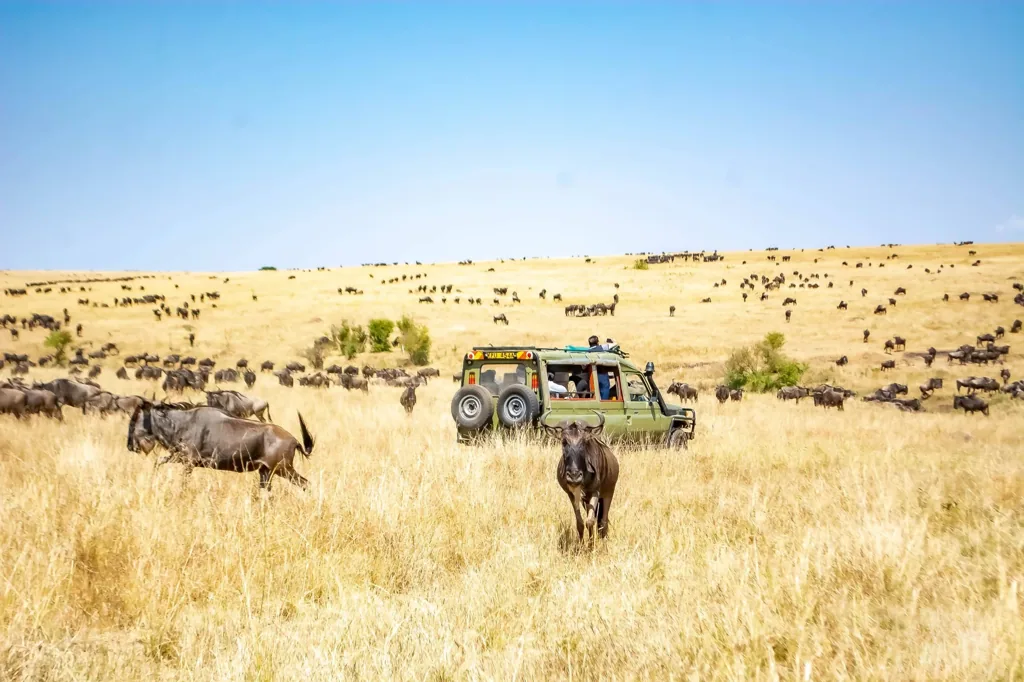 Wildebeest on the plains with a safari vehicle in Masai Mara, Kenya