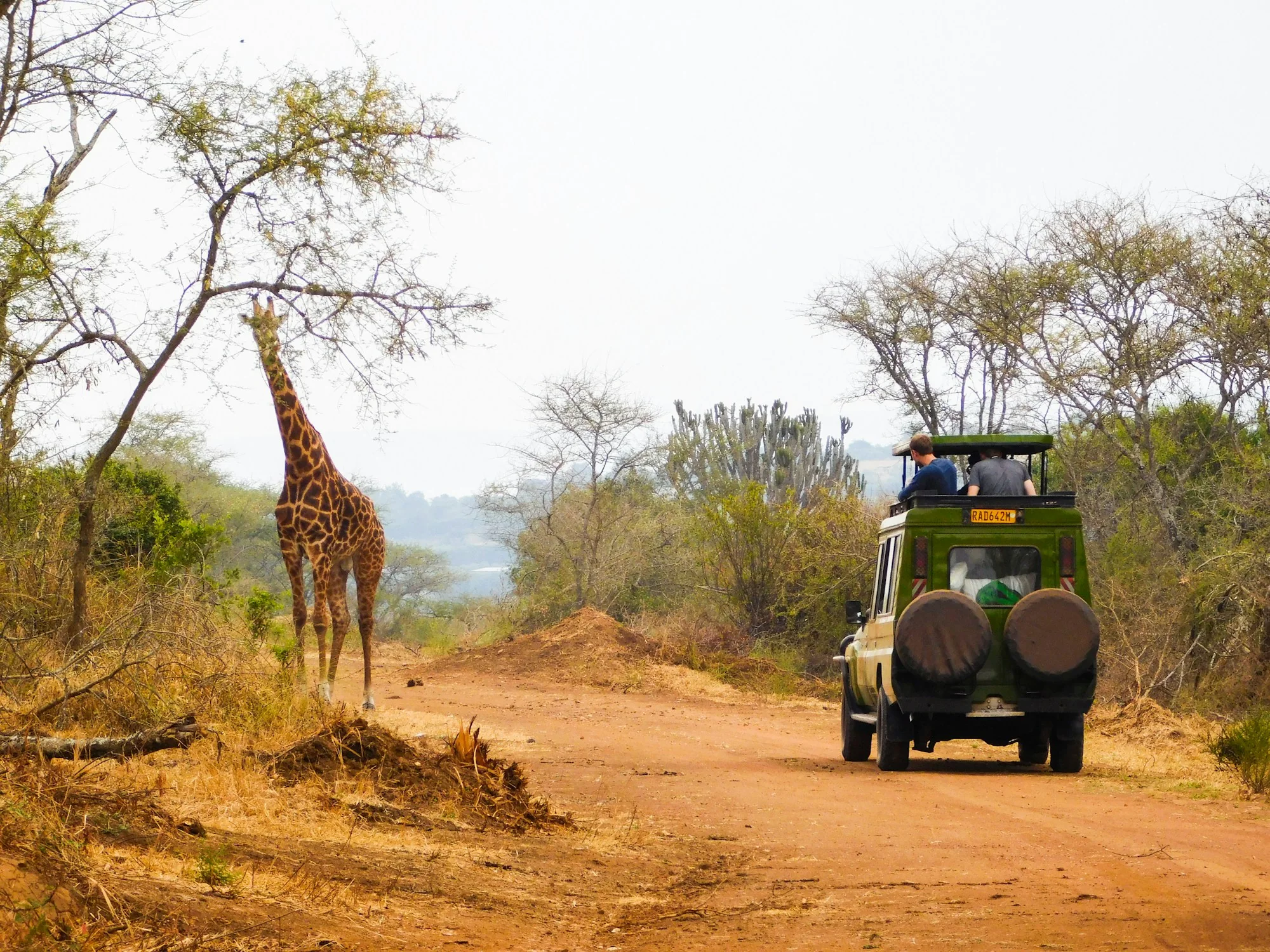 A giraffe and a truck on a dirt road in Akagera, Rwanda