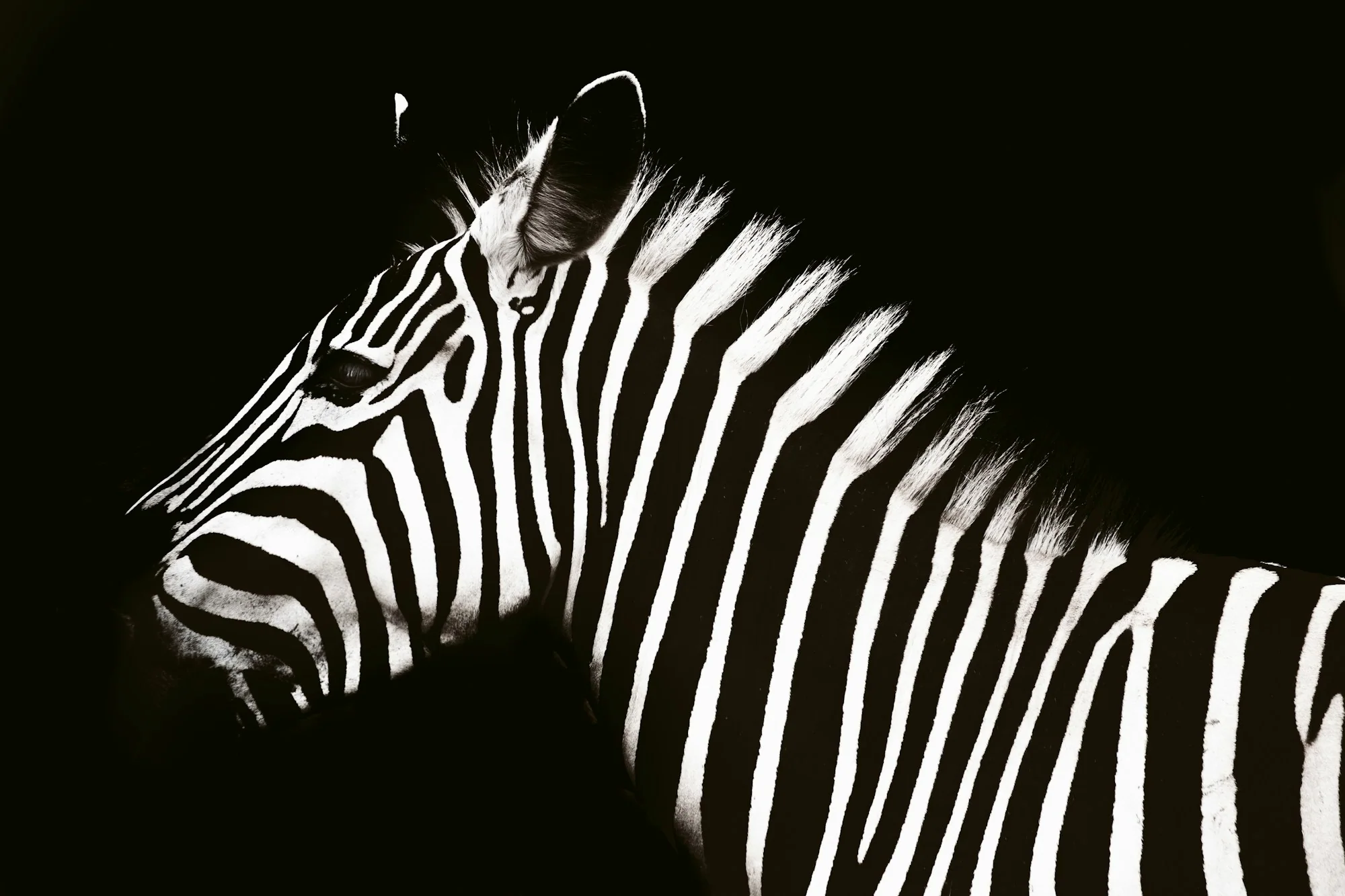 Close view of a zebra in Pilanesberg National Park, South Africa