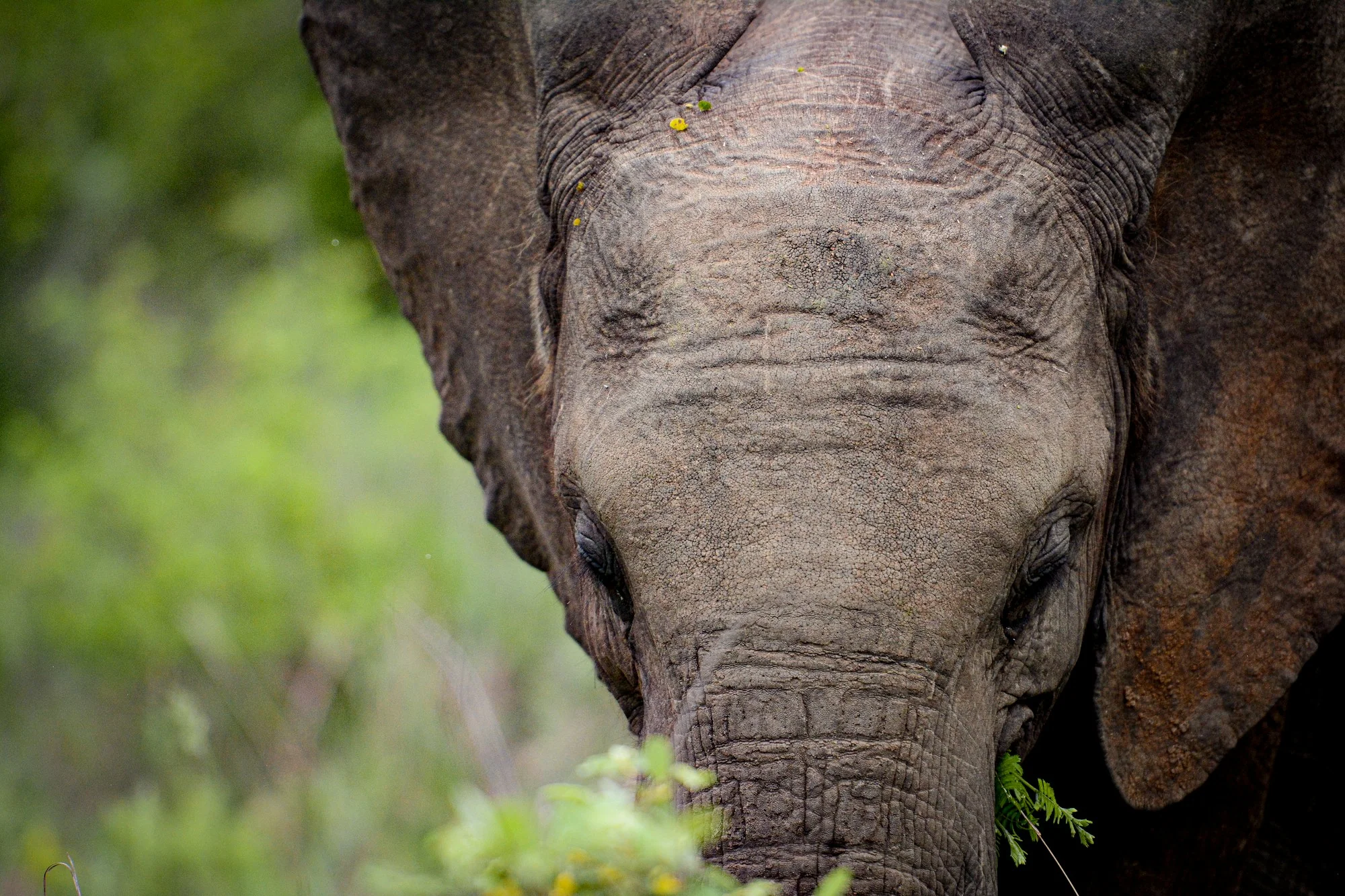Close view of an elephant in Timbavati, South Africa