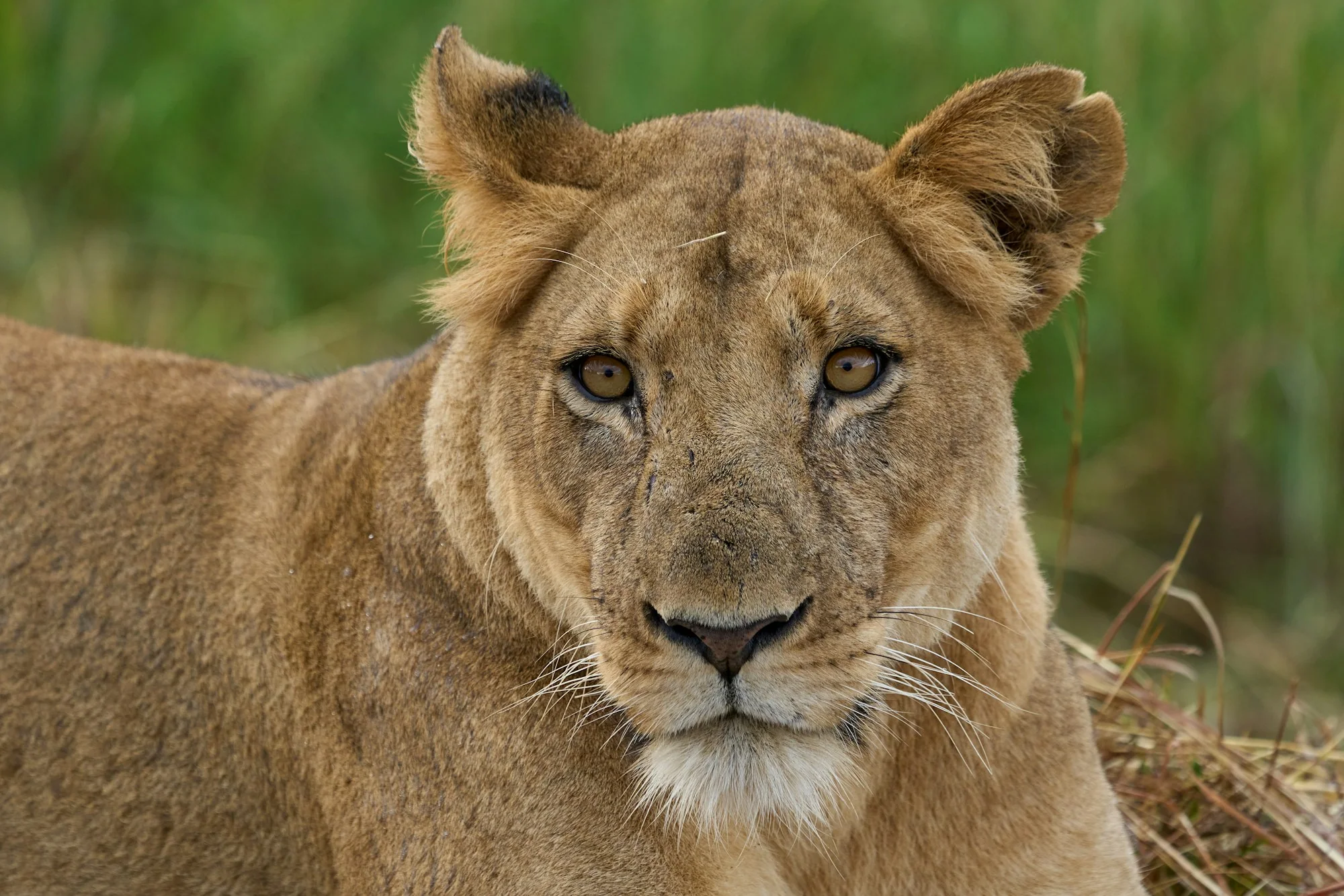 A lioness is looking directly at the viewer in Kafue, Zambia