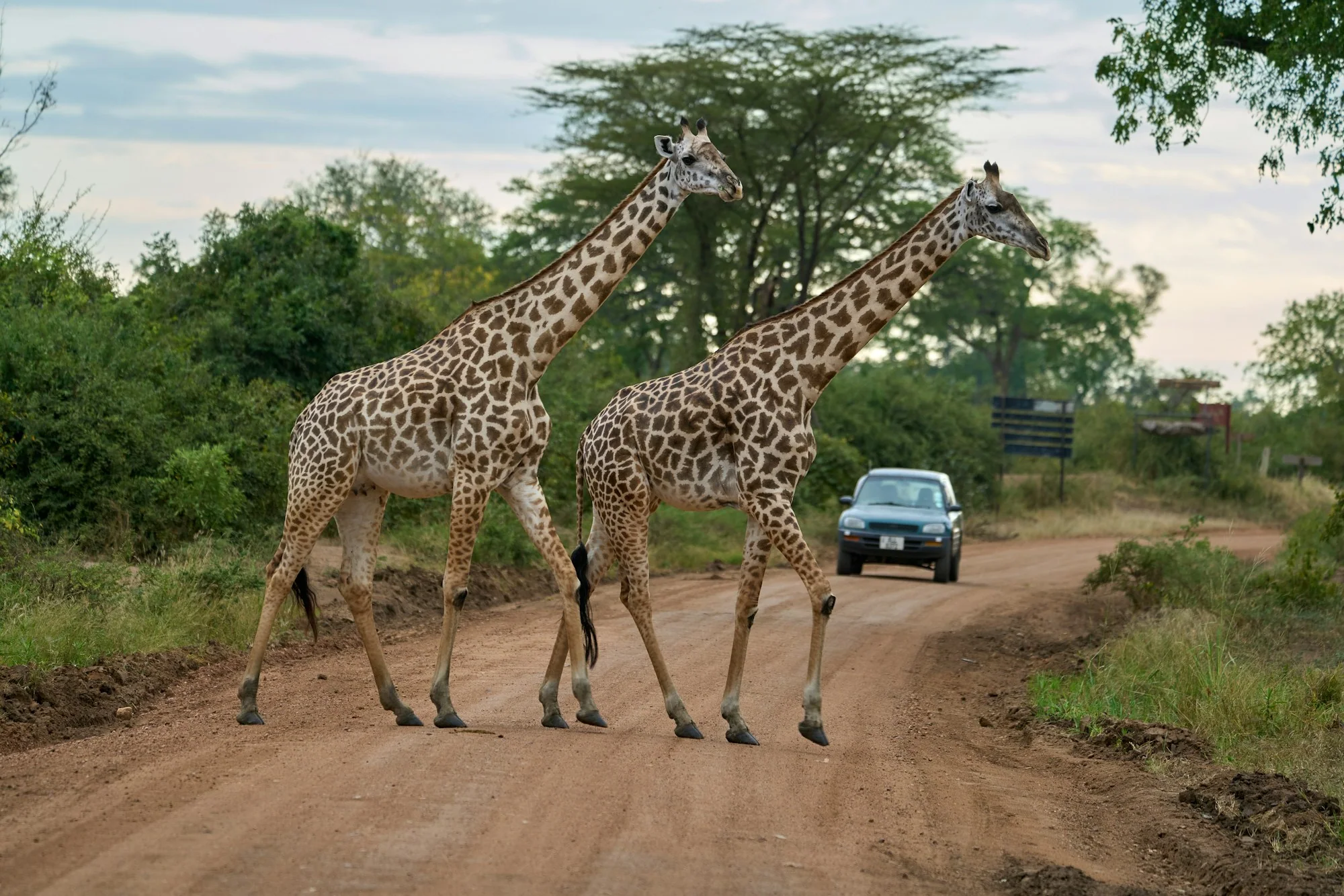 Two giraffes cross the dirt road with a car in South Luangwa, Zambia