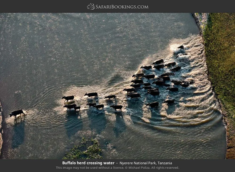 Buffalo herd crossing water in Nyerere National Park, Tanzania