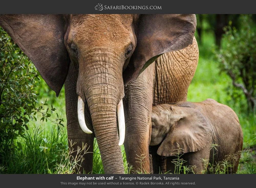 Elephant with calf in Tarangire National Park, Tanzania